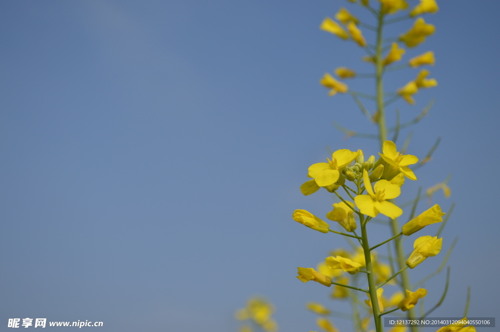 油菜花