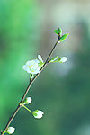 李花 李子花