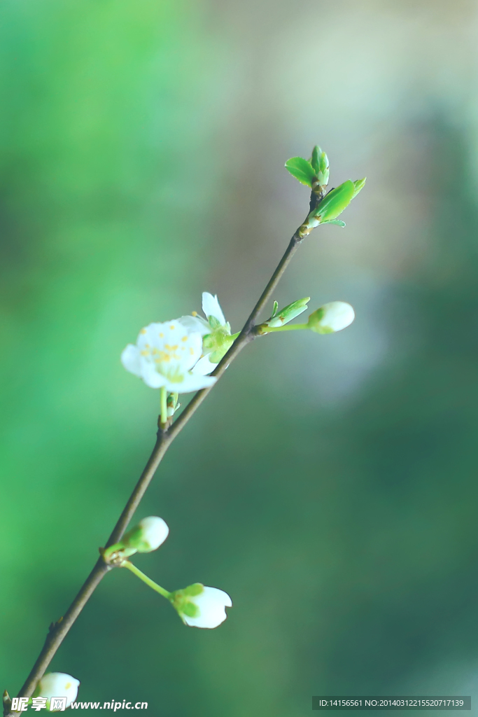 李花 李子花