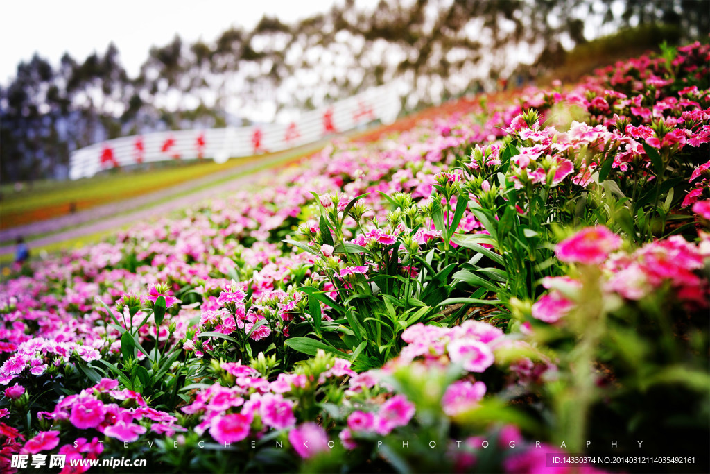 十里蓝山玛琪雅朵花海