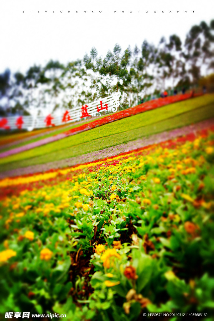 玛琪雅朵花海