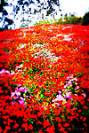 十里蓝山花海