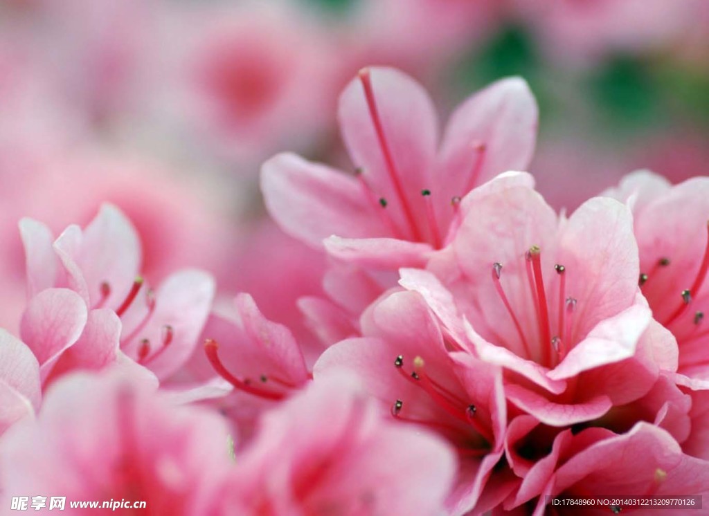 杜鹃花