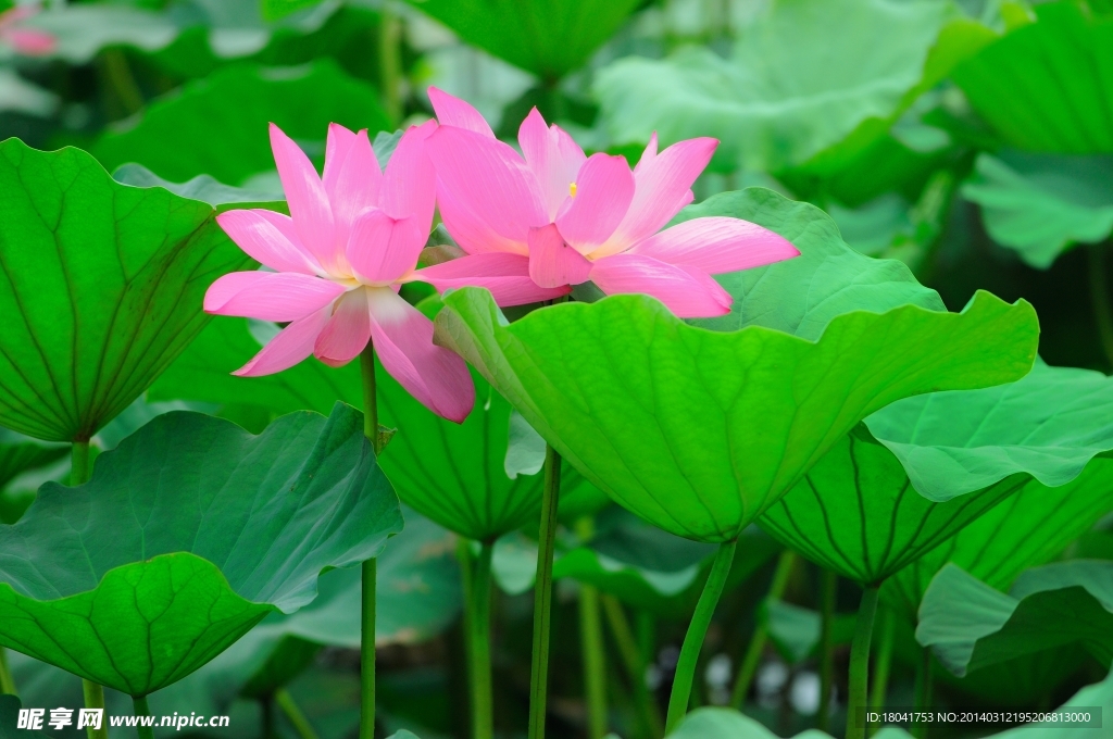荷花