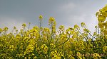 菜花