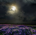 花田夜景