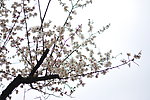 梅花 春天 花卉