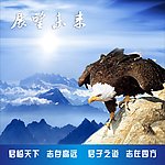 老鹰