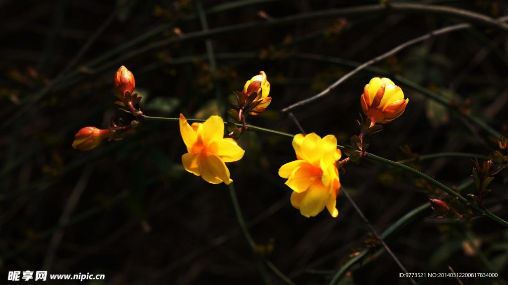 迎春花