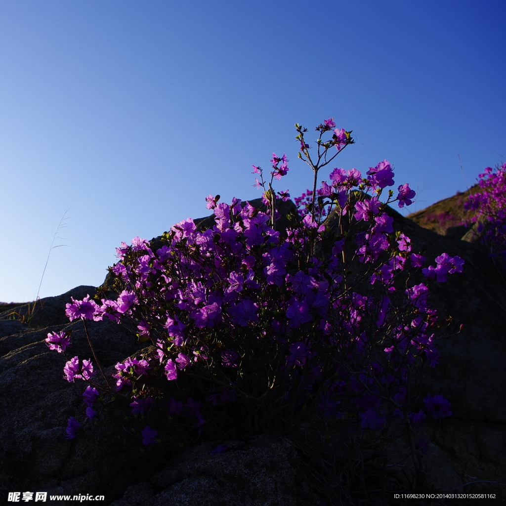 杜鹃花
