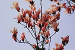 玉兰花开
