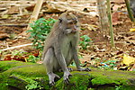 巴厘岛的猴子