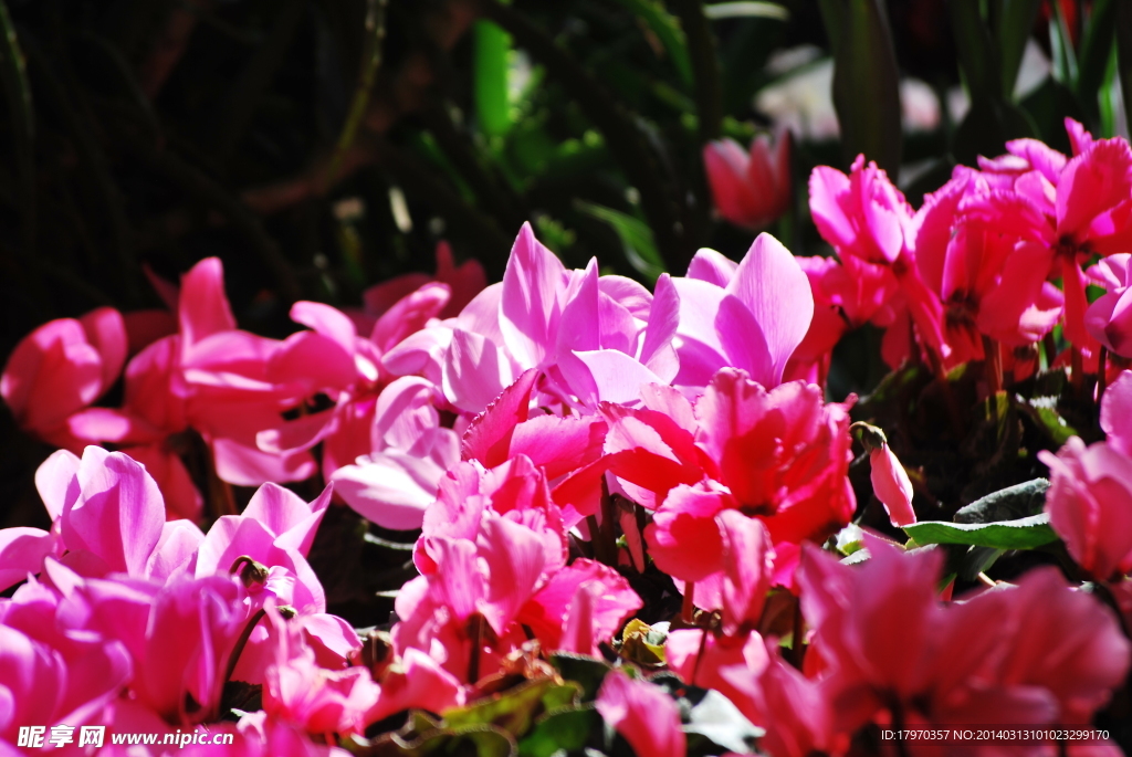 昆明花卉