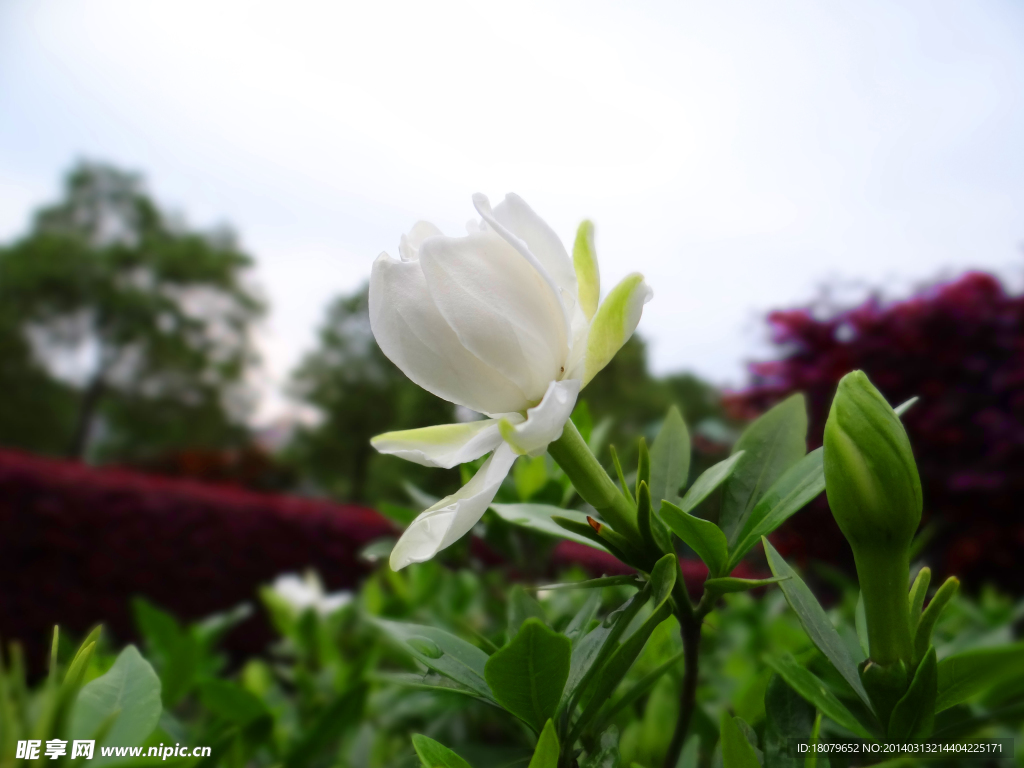 栀子花