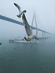 海上的桥