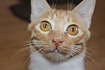 小猫