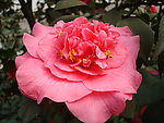 茶花