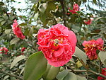茶花