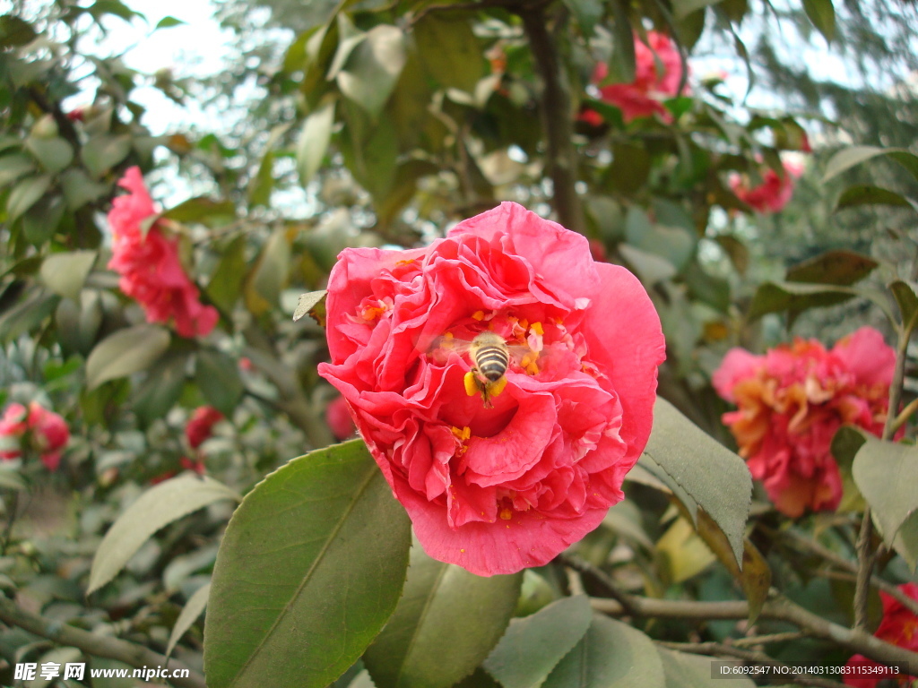 茶花