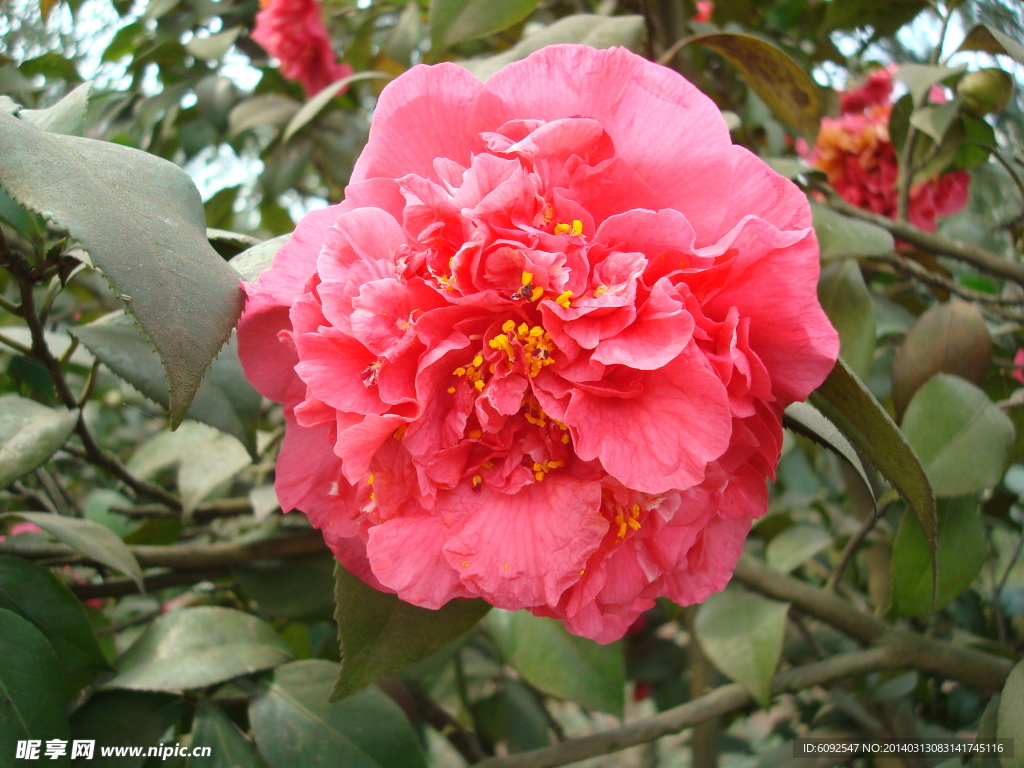 茶花
