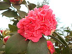茶花