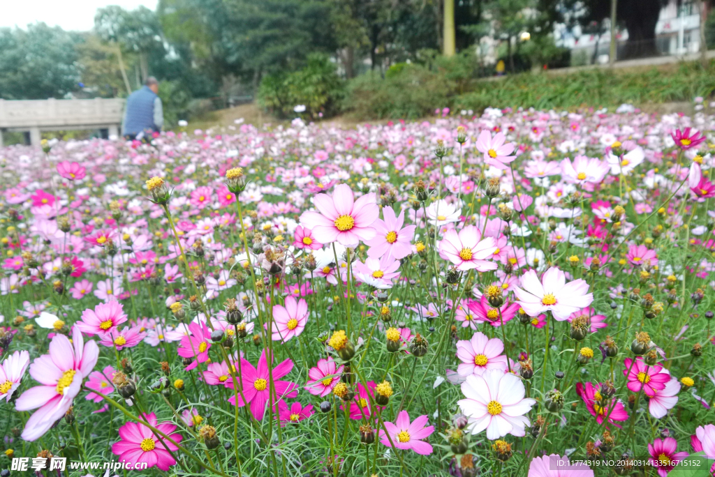 鲜花