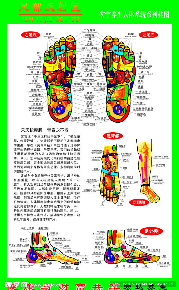 足部反射区