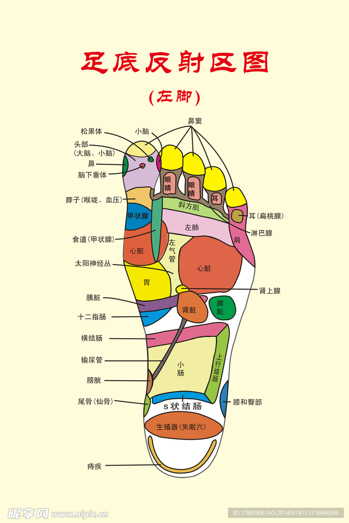 足底反射区图