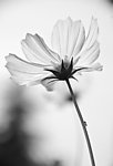 小花
