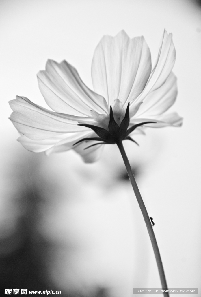 小花