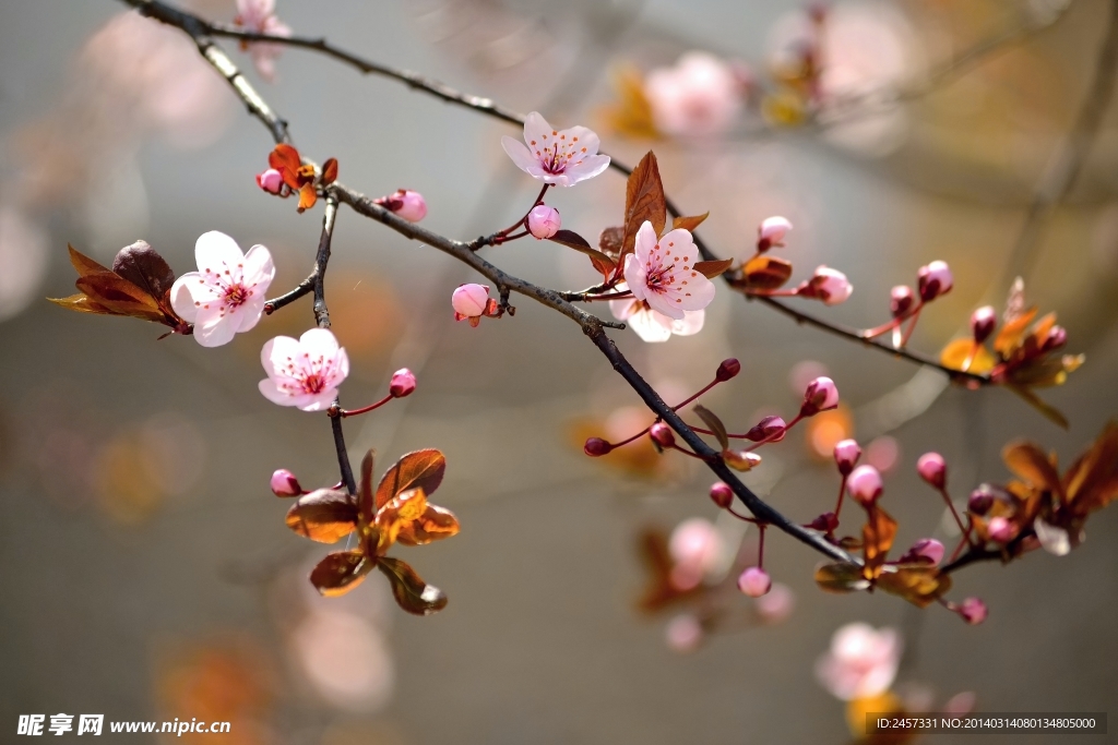 桃花