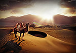 夕阳落日下的骆驼