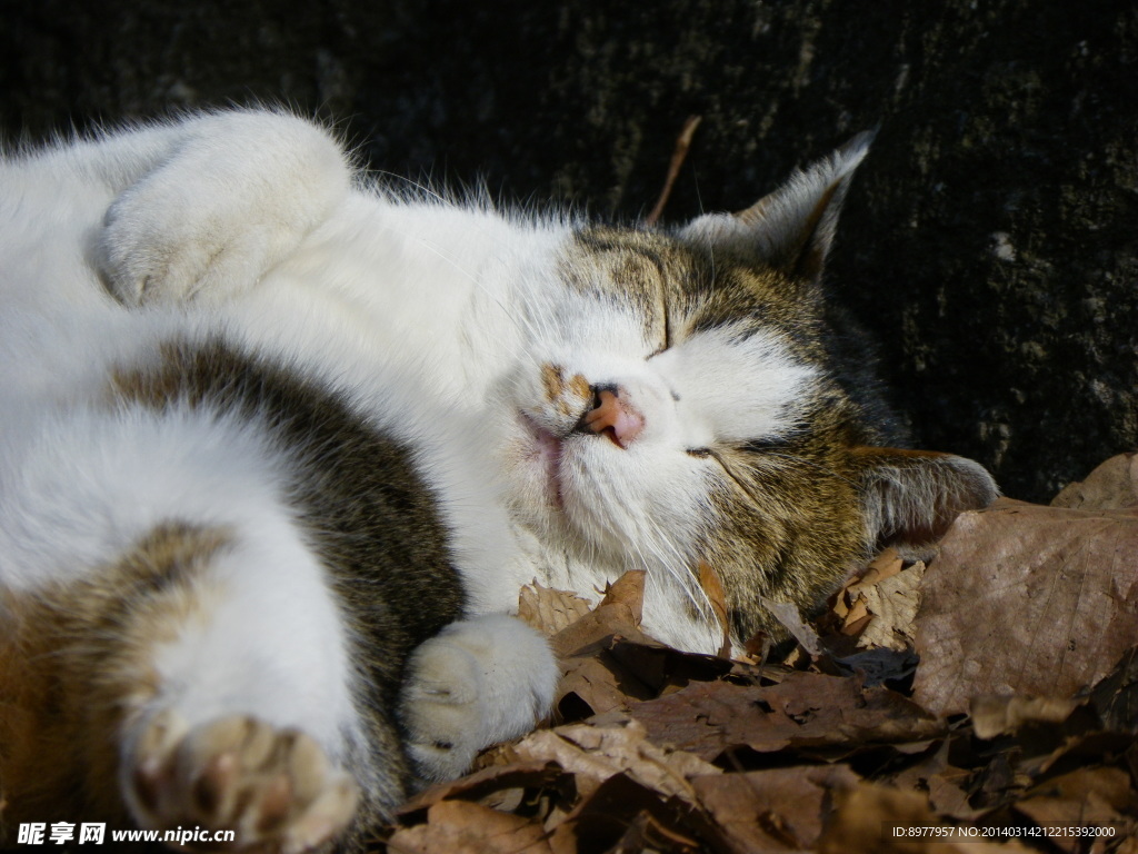 睡觉猫