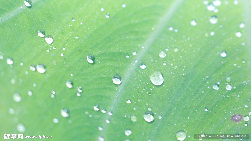 叶子上的雨露