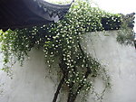 白花