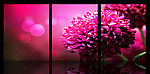花卉 无框画