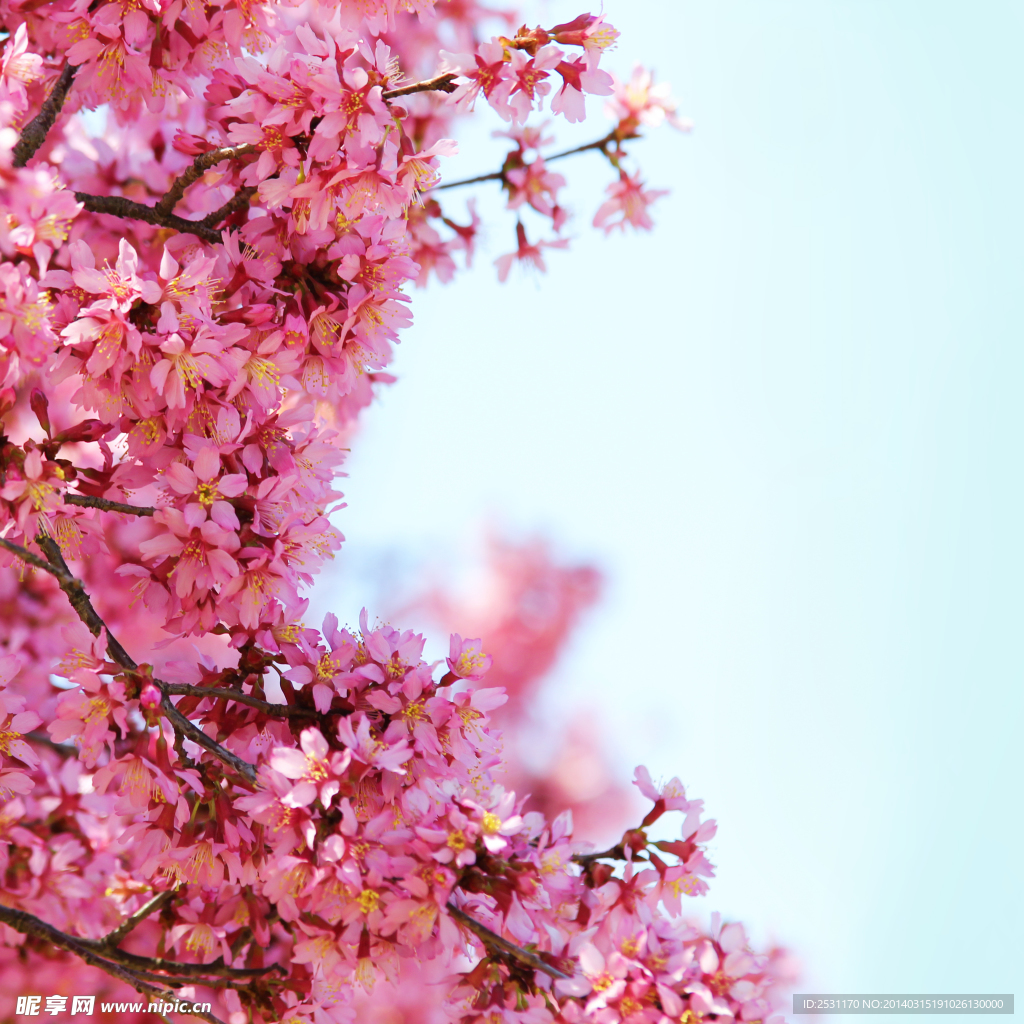 桃花