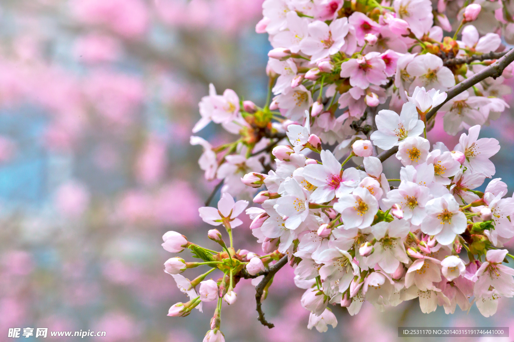 桃花