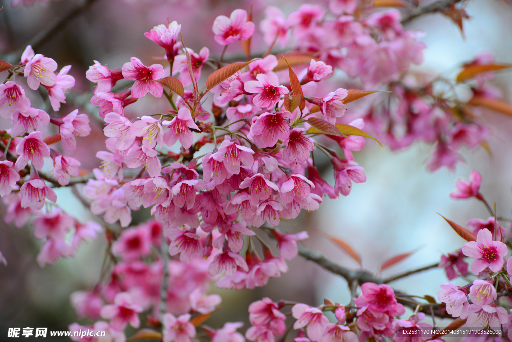 桃花