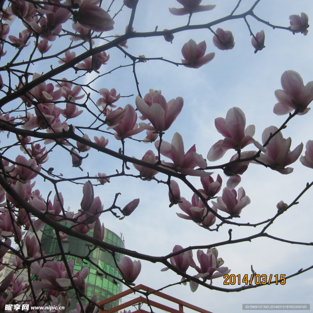 玉兰花