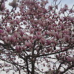 玉兰花