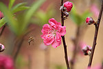 桃花 蜜蜂 昆虫