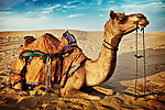 高清骆驼图 丝绸之路