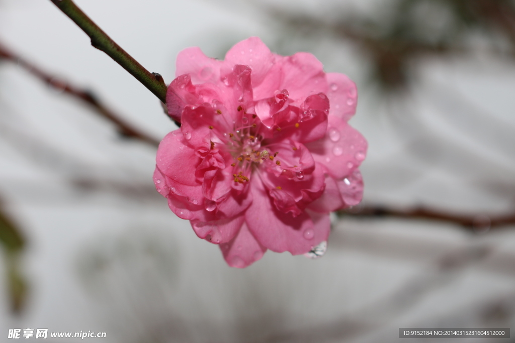 雨中的桃花