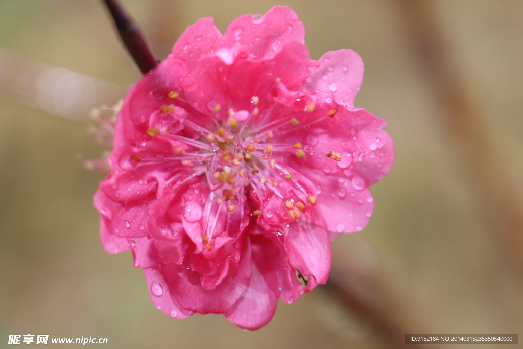 雨中的桃花