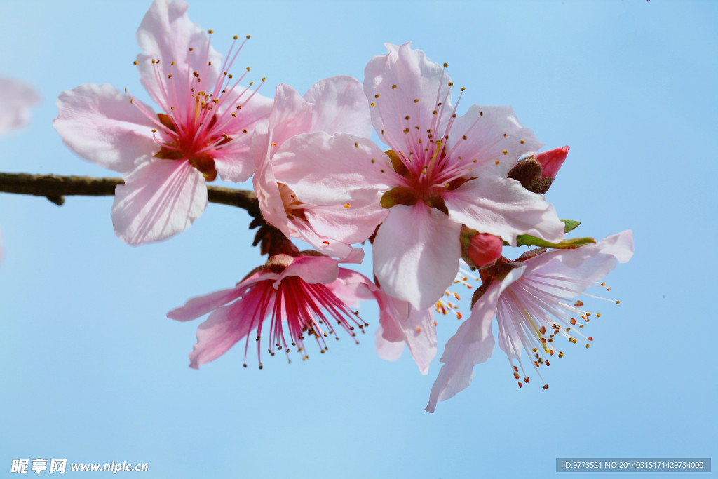 桃花