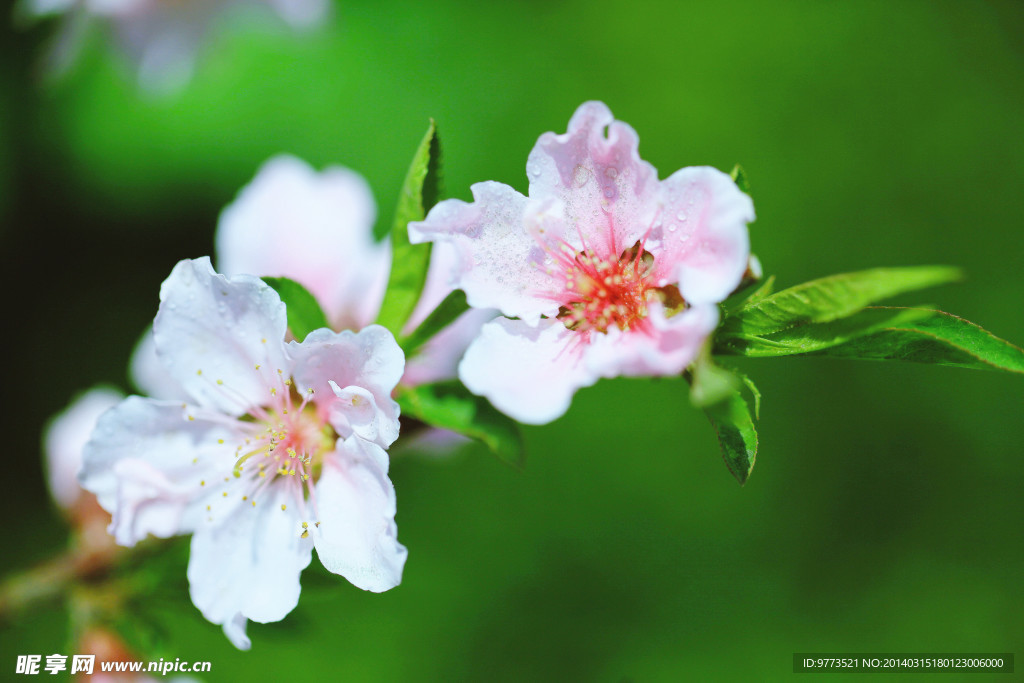 桃花