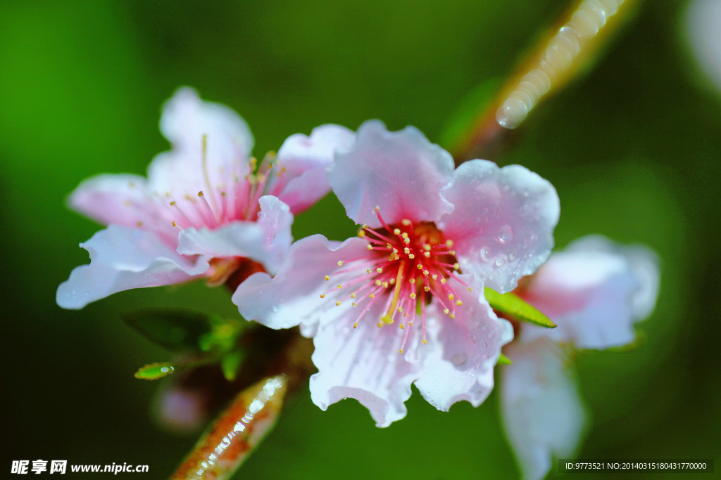 桃花