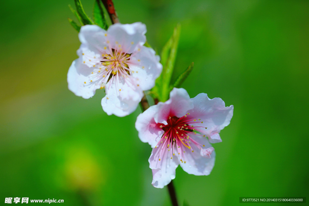桃花