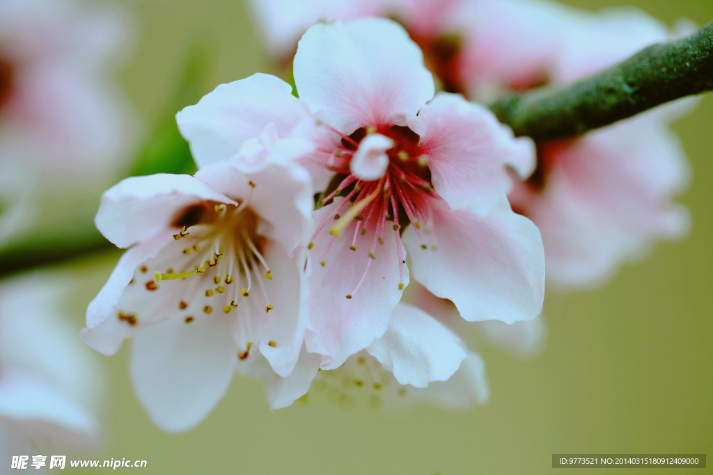 桃花